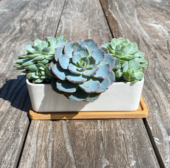 White Succulent and Cactus Ceramic Trough Plant Pots - Pack of 2
