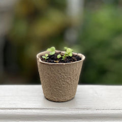 Eco Round Fibre Biodegradable and Compostable Plant Pots (5cm ) - Pack of 144