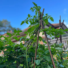 Willow Pea & Bean Garden Plant Support Sticks (90cm) - Pack of 40