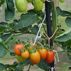 Garden Plant Support Plastic J Hook Clips for Tomato Stems (130mm) - Pack of 100