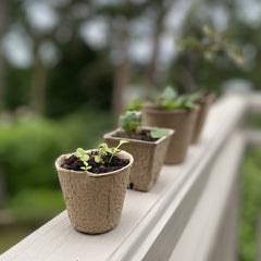 Eco Round Fibre Biodegradable and Compostable Plant Pots (5cm ) - Pack of 144