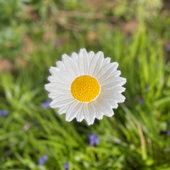 Cast Iron Daisy Bird Feeder