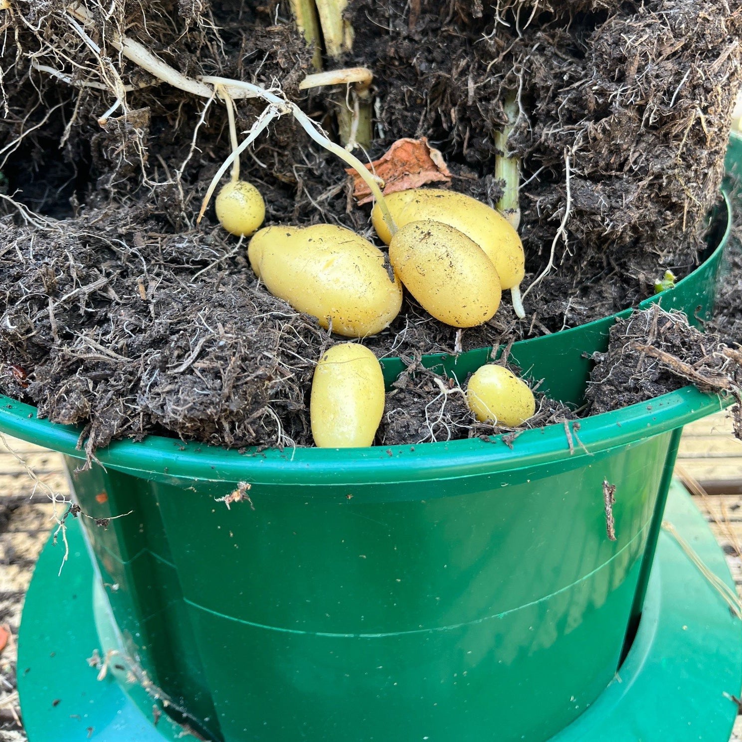 Platform Potato Growing Pot Planters - Pack of 2