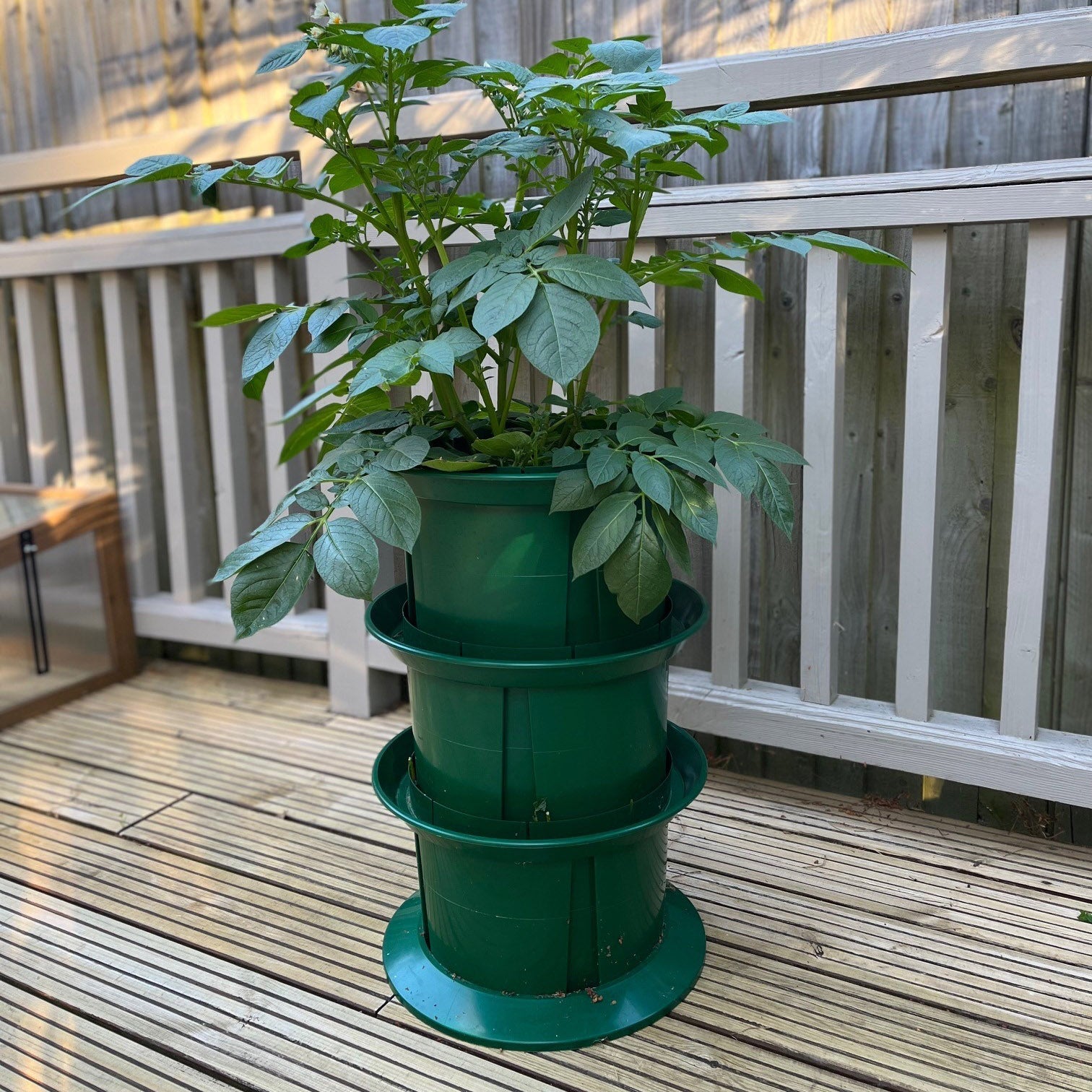 Platform Potato Growing Pot Planters - Pack of 2