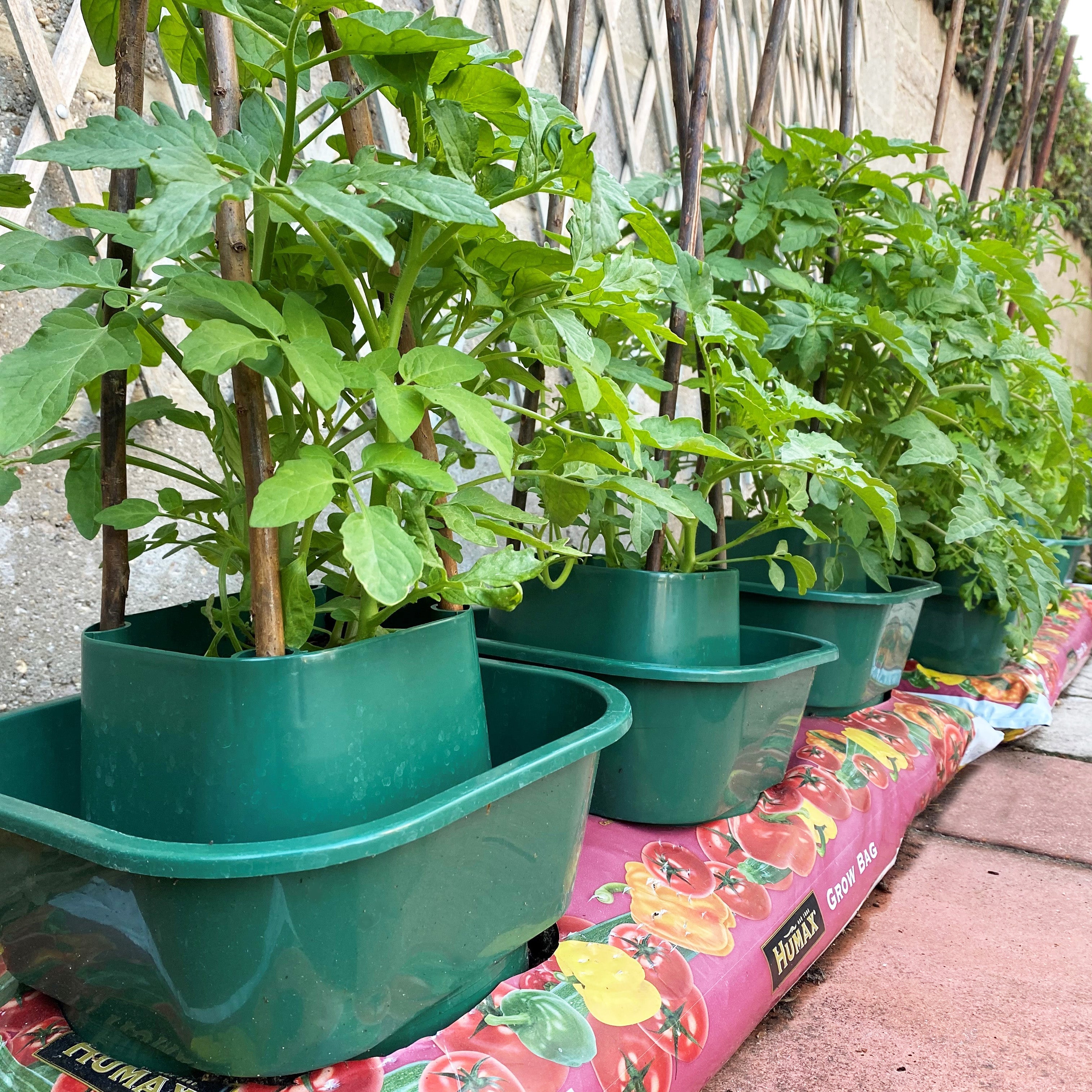 Tomato Growbag Pots - Pack of 3 - with Planting Guard & Growbag Mat