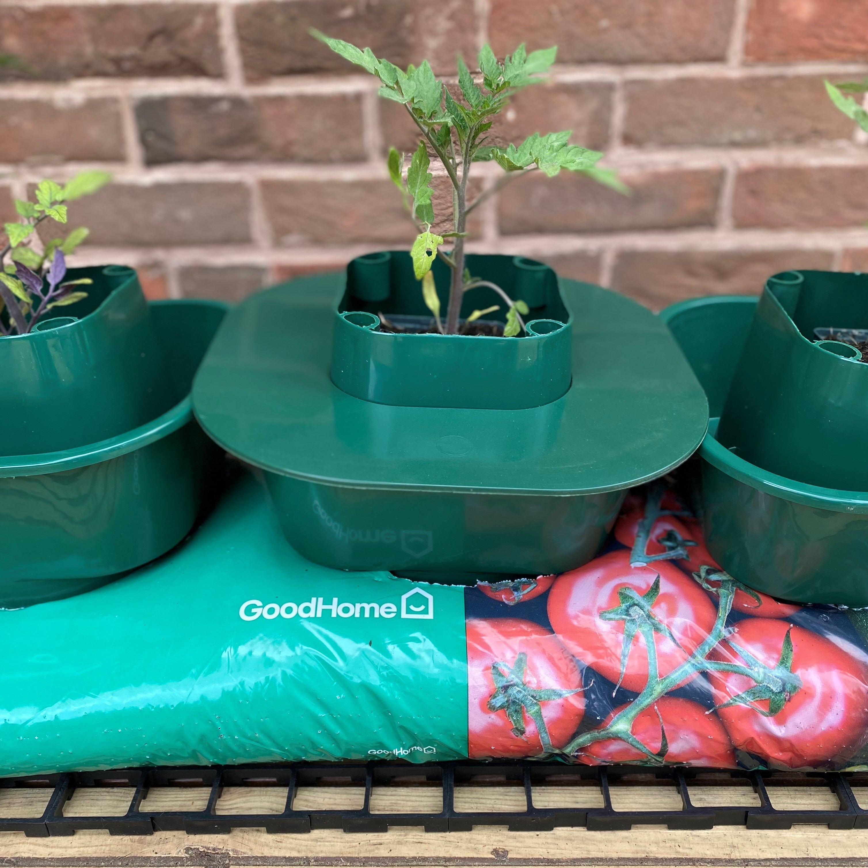 Planting Guard for Tomato Growbag Pot