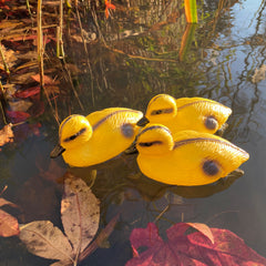 Yellow Ducklings Pond Ornament Hunting Shooting Floating Decoy - Pack of 6