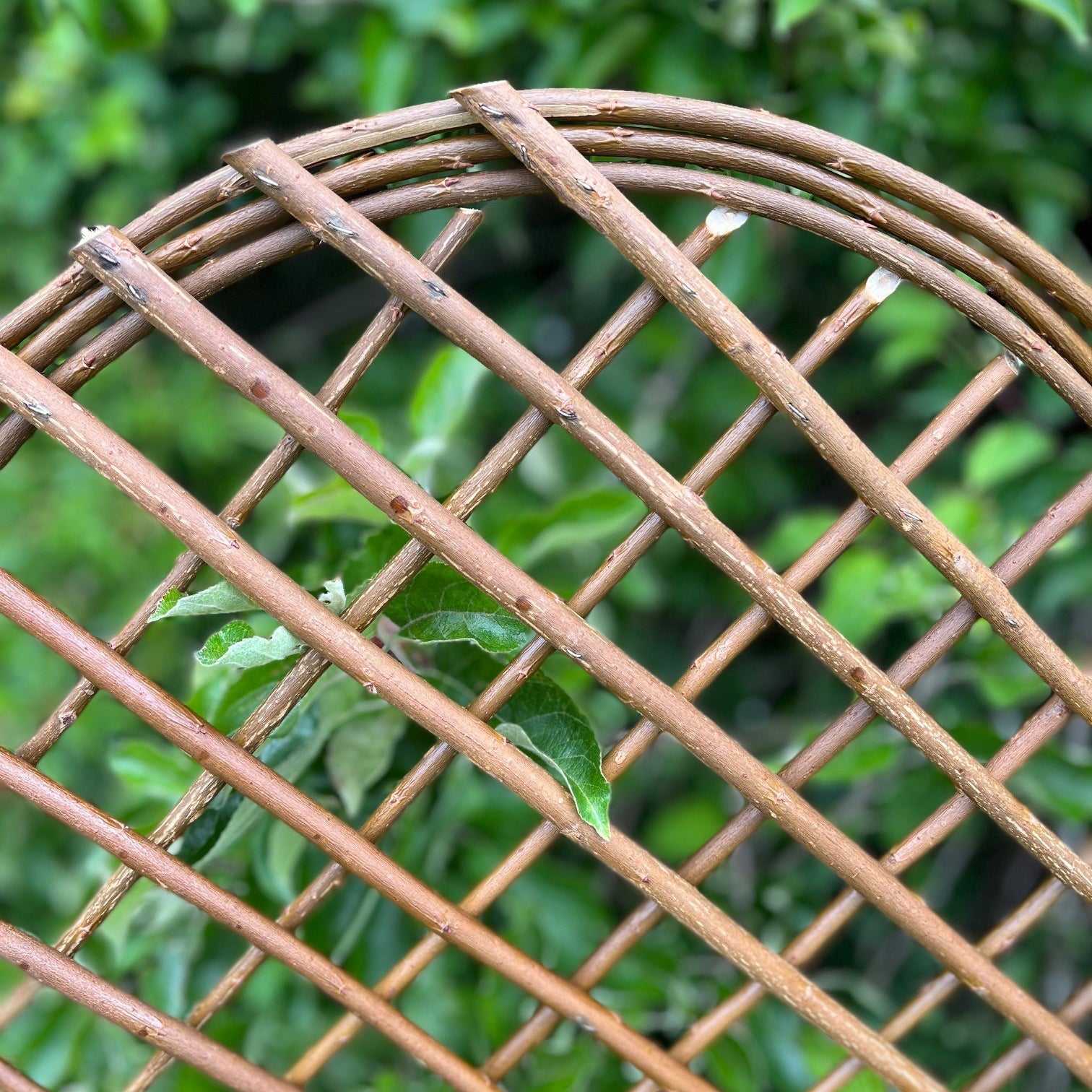 Willow Garden Trellis With Curved Top (120cm x 45cm) - Pack of 3