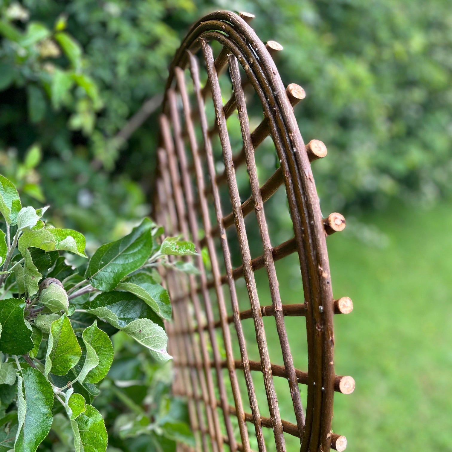 Willow Garden Trellis With Curved Top (120cm x 45cm) - Pack of 3