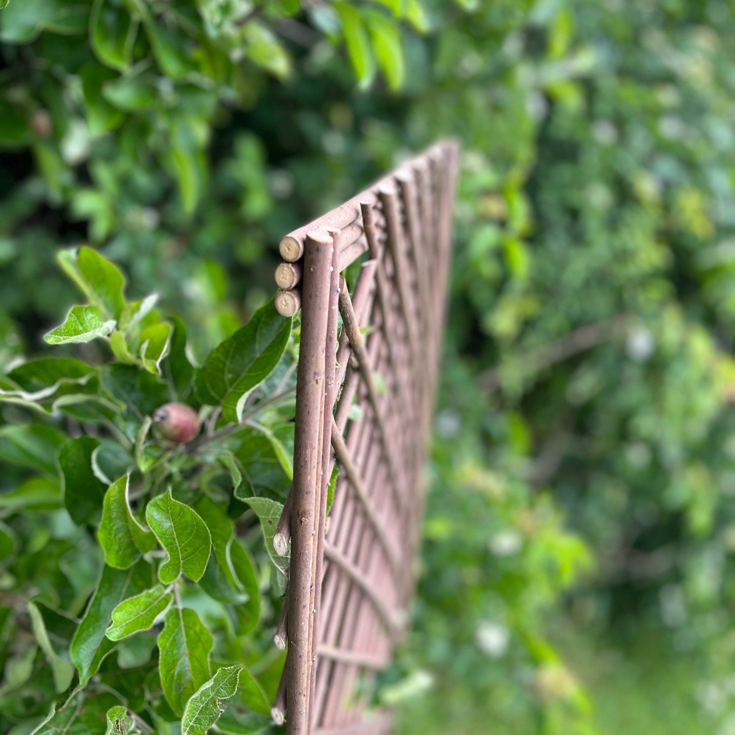 Willow Garden Trellis Framed Panel (120cm x 45cm) - Pack of 3