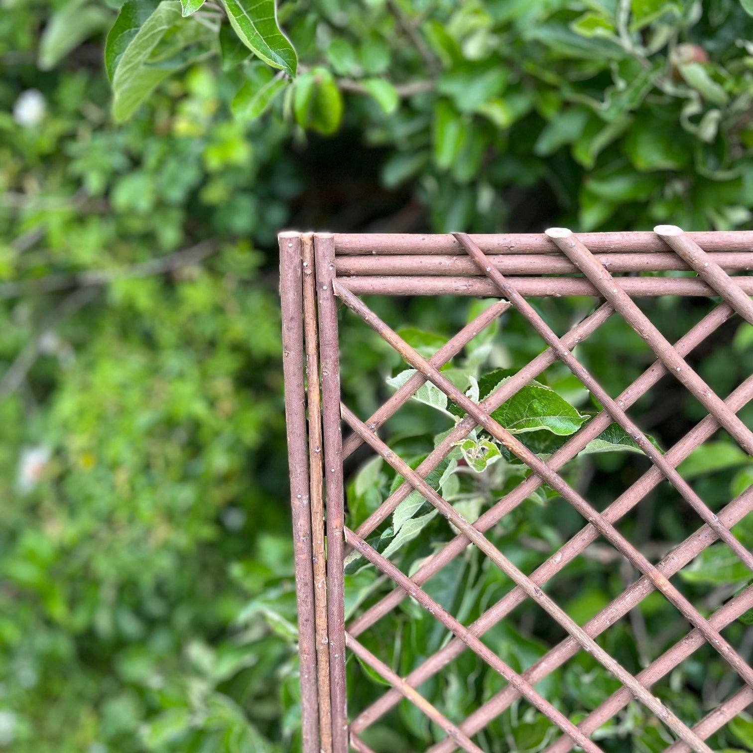 Willow Garden Trellis Framed Panel (120cm x 45cm) - Pack of 3