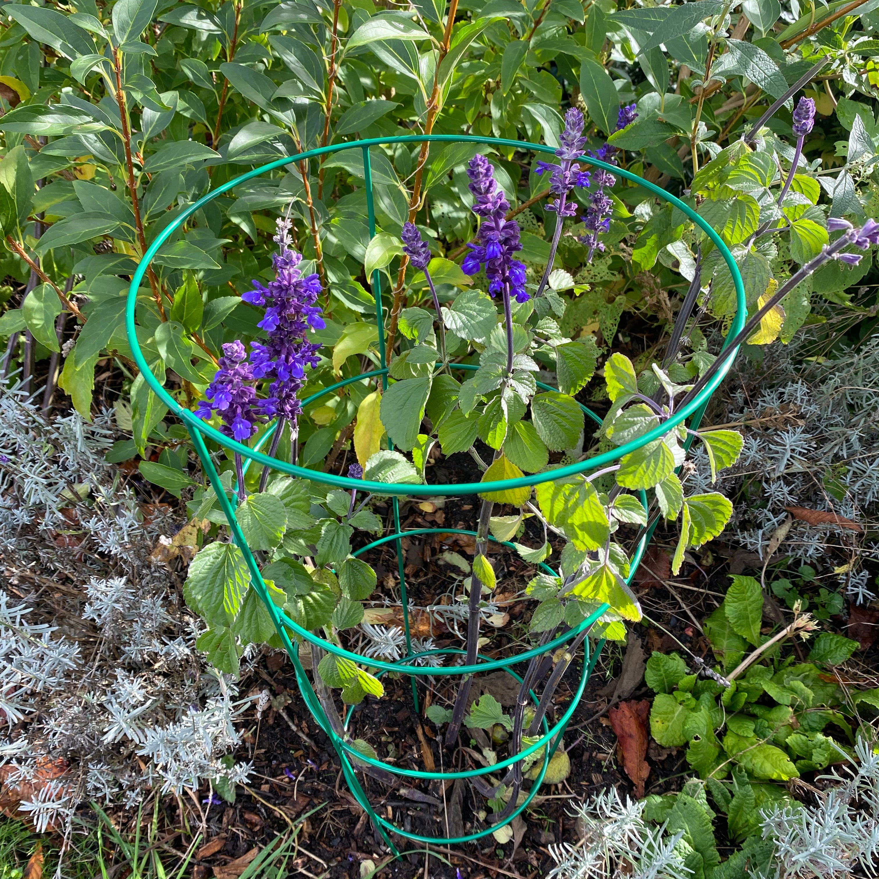 Conical Metal Garden Herbaceous Plant Support Rings (75cm) - Pack of 5