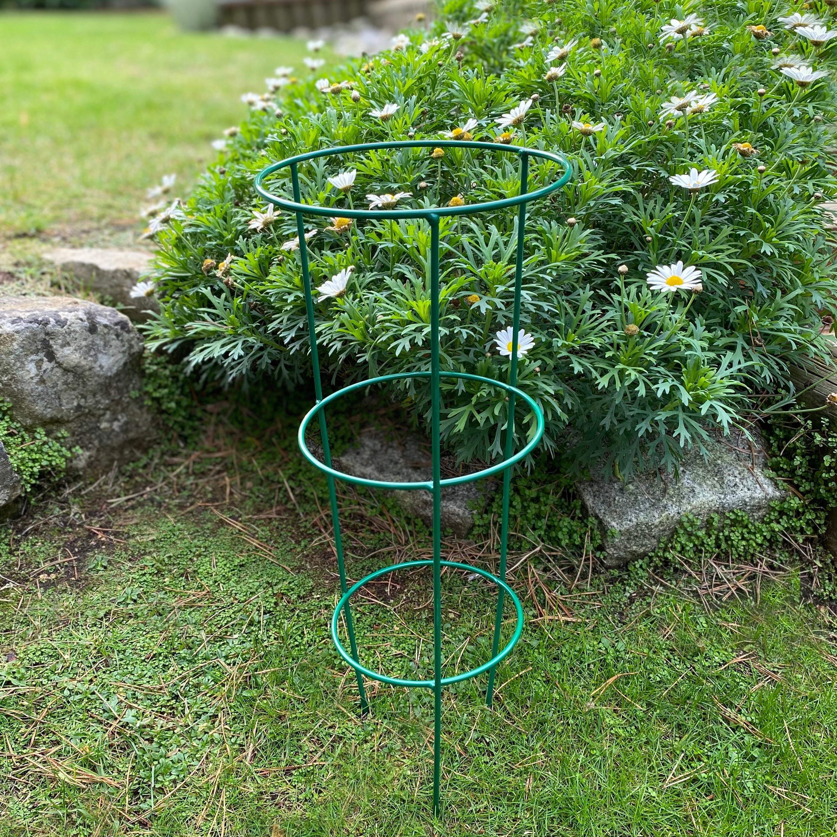 Conical Metal Garden Herbaceous Plant Support Rings (48cm) - Pack of 5
