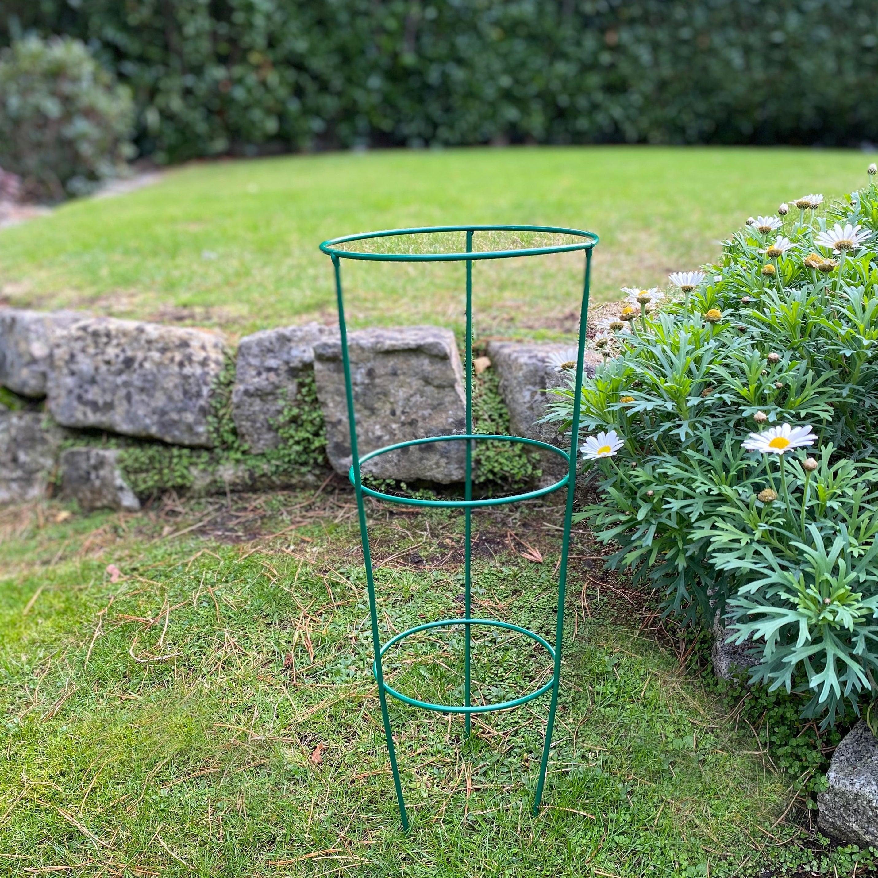 Conical Metal Garden Herbaceous Plant Support Rings (48cm) - Pack of 5