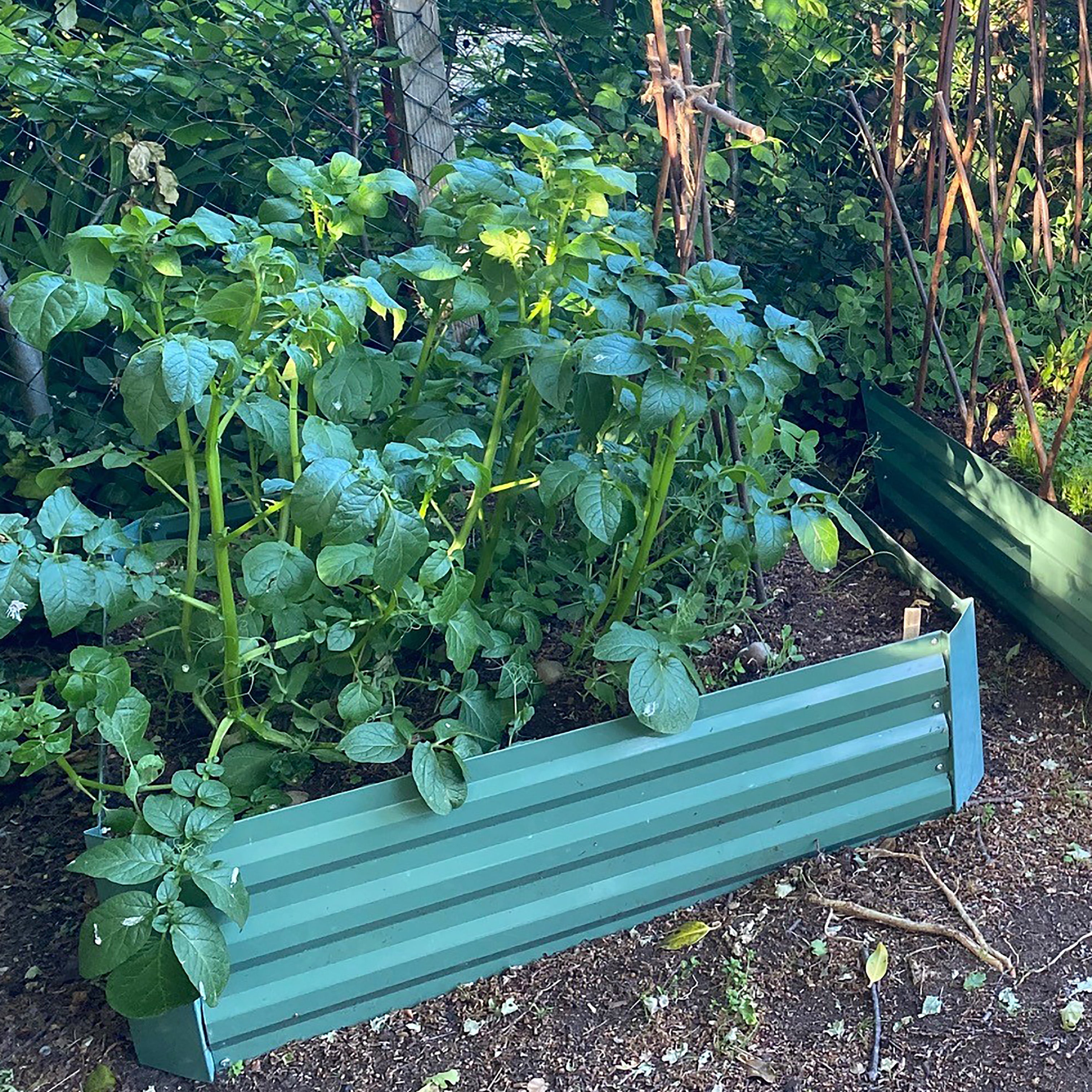 Metal Raised Vegetable Bed in Green (100cm x 100cm x 30cm)