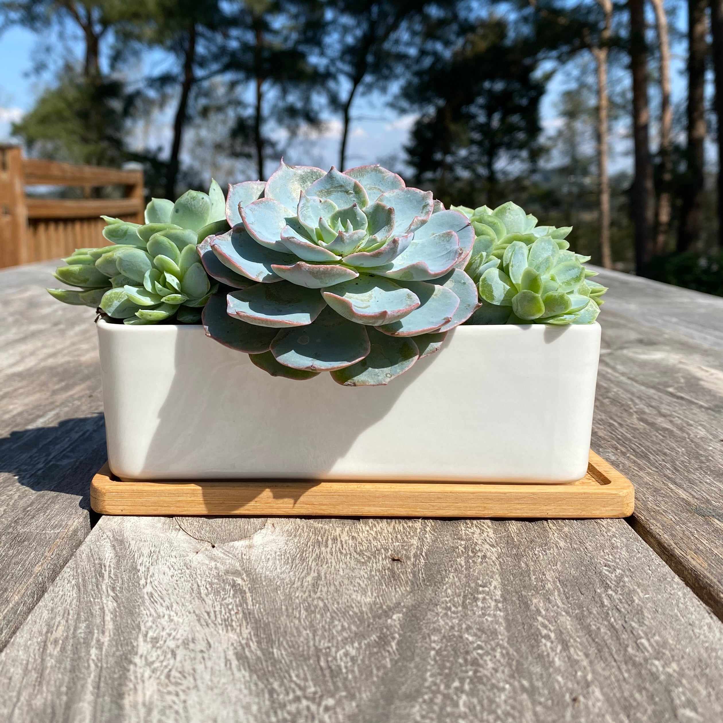 White Succulent and Cactus Ceramic Trough Plant Pots - Pack of 2
