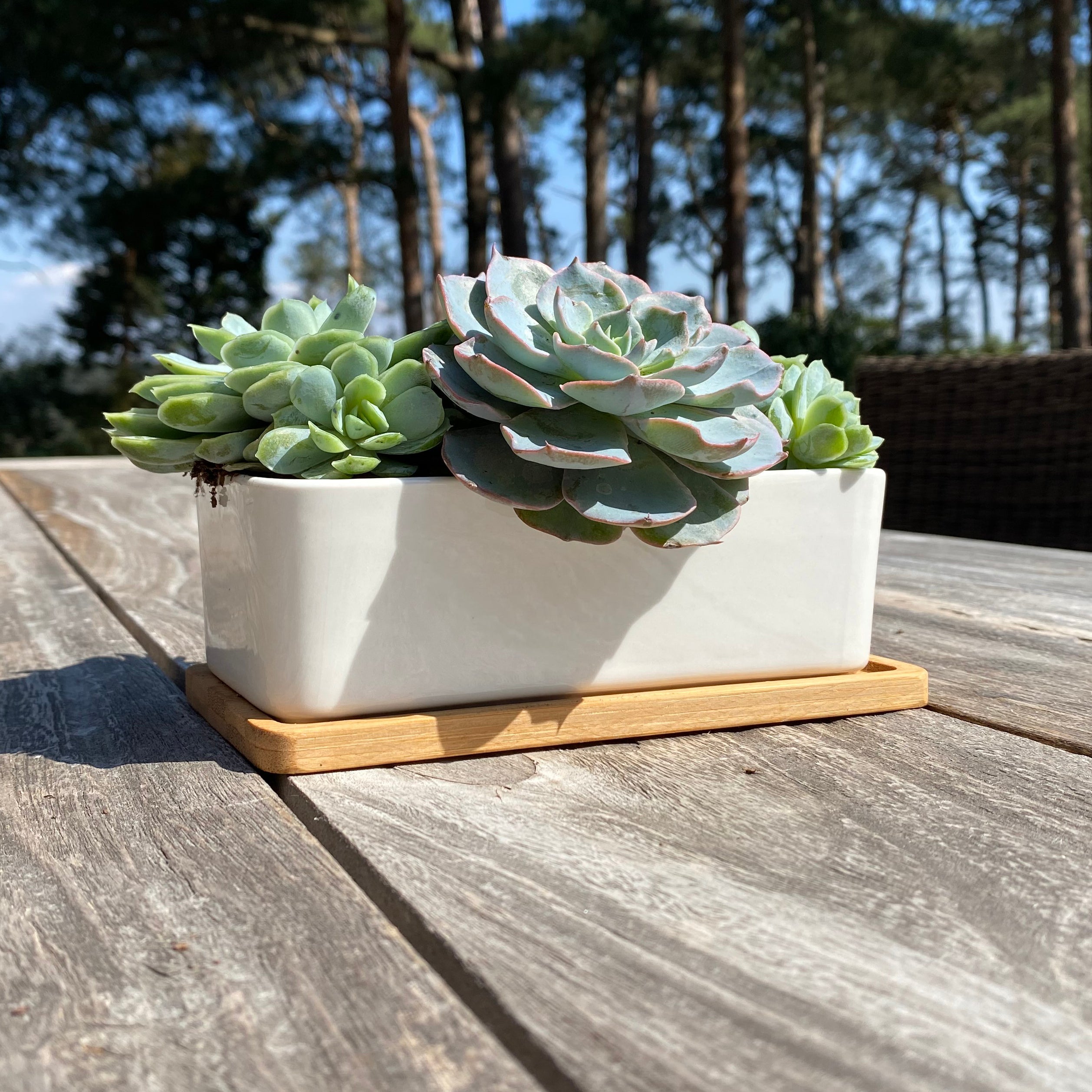 White Succulent and Cactus Ceramic Trough Plant Pots - Pack of 2