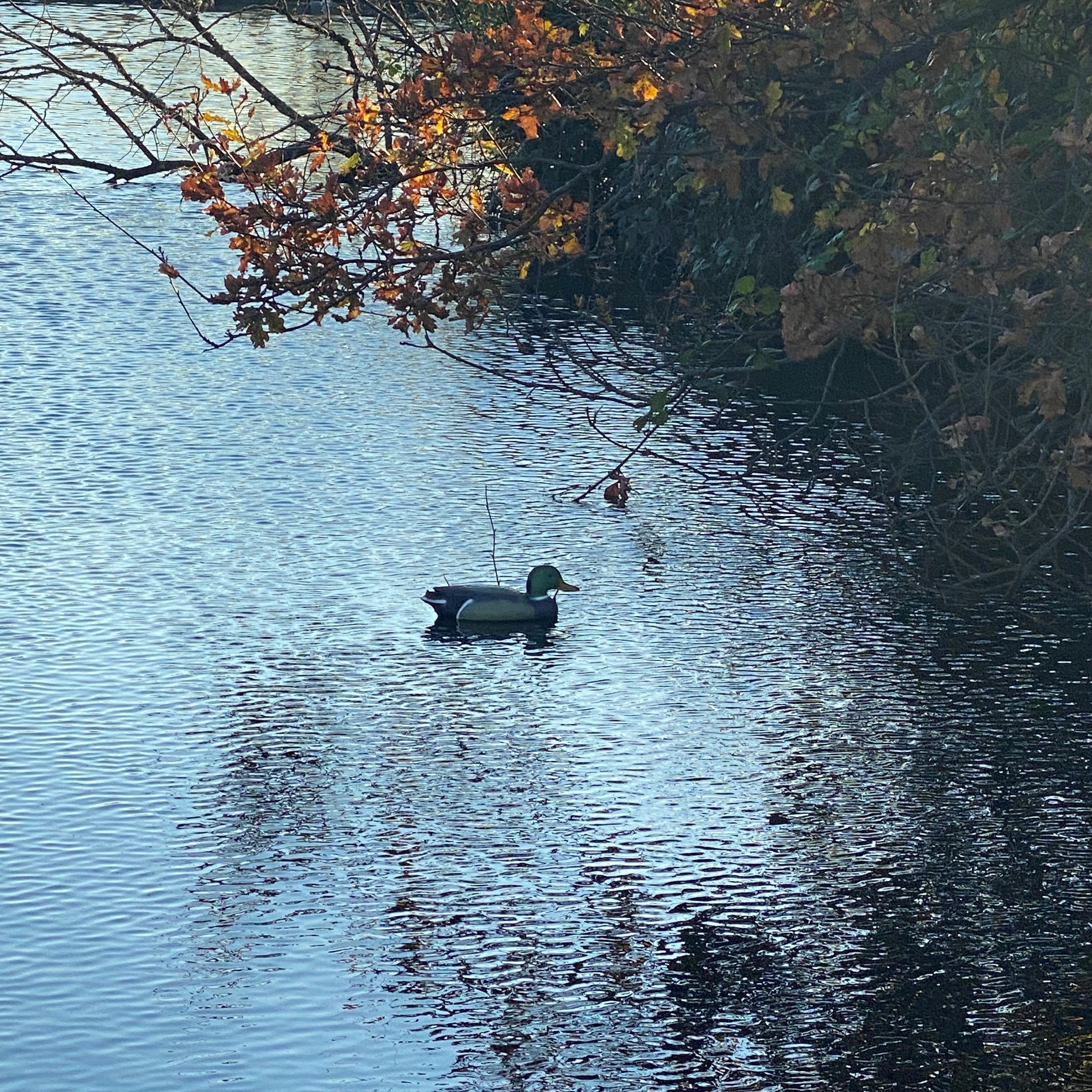 Mallard Duck Pond Ornament Hunting Shooting Floating Decoy