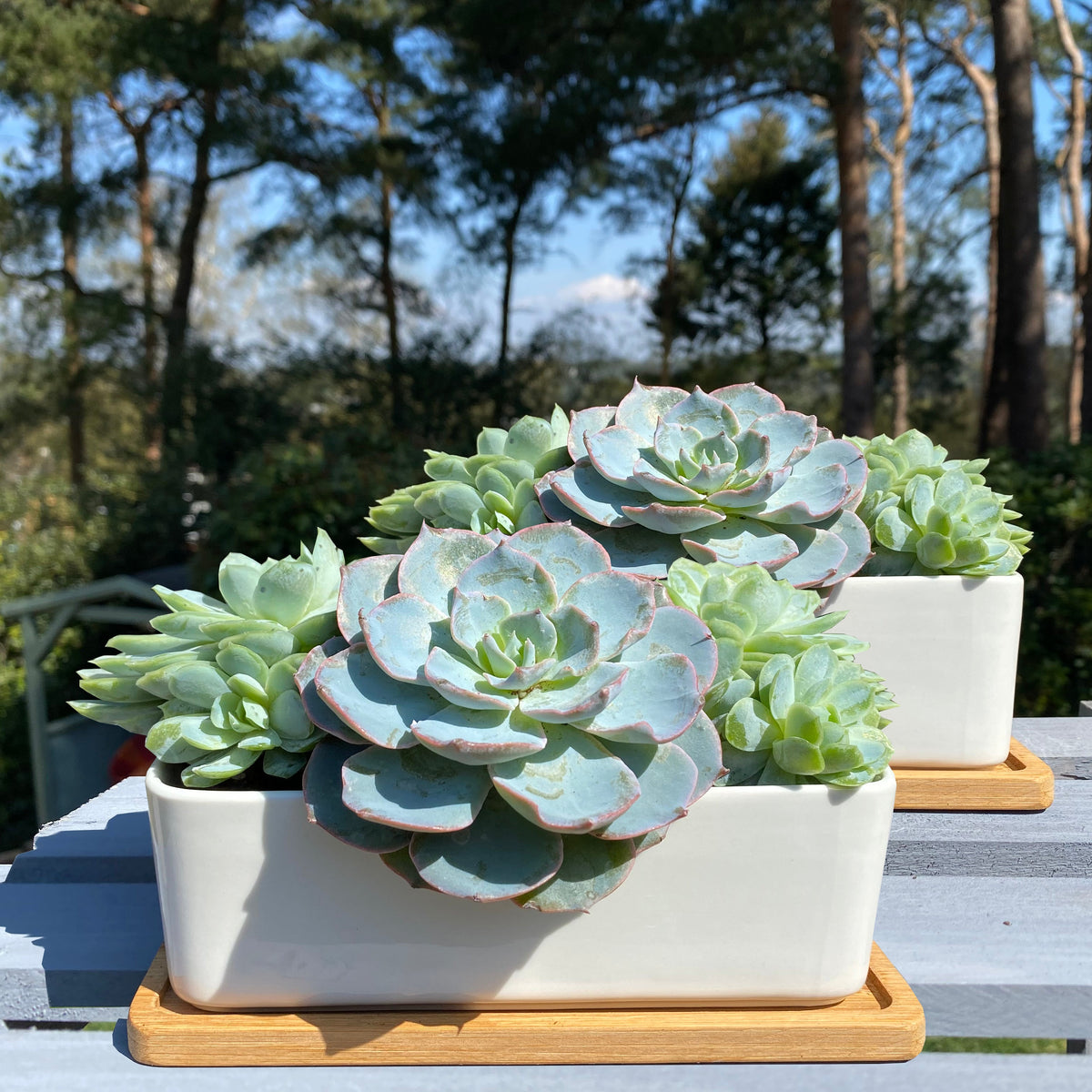 White Succulent and Cactus Ceramic Trough Plant Pots - Pack of 2