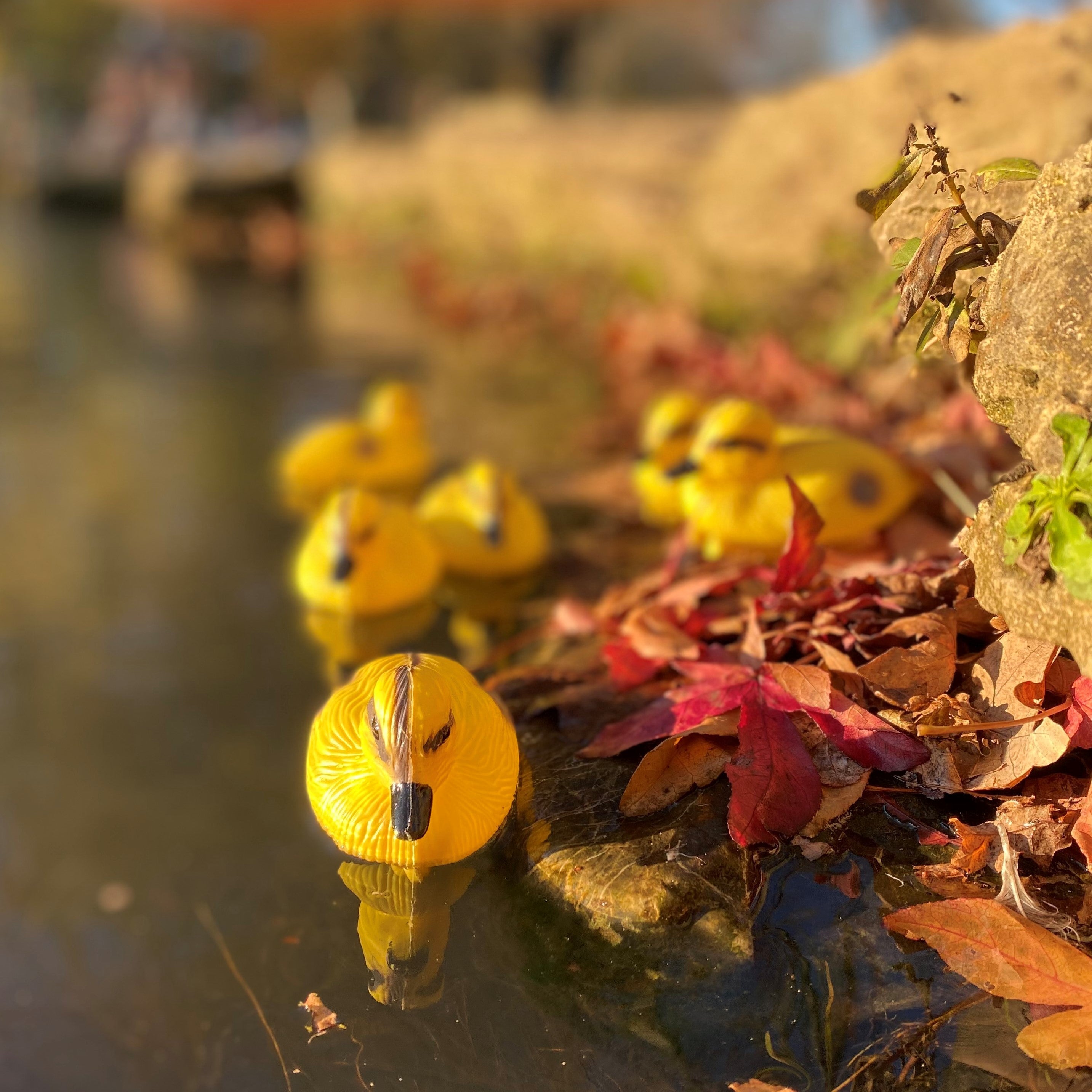 Yellow Ducklings Pond Ornament Hunting Shooting Floating Decoy - Pack of 6