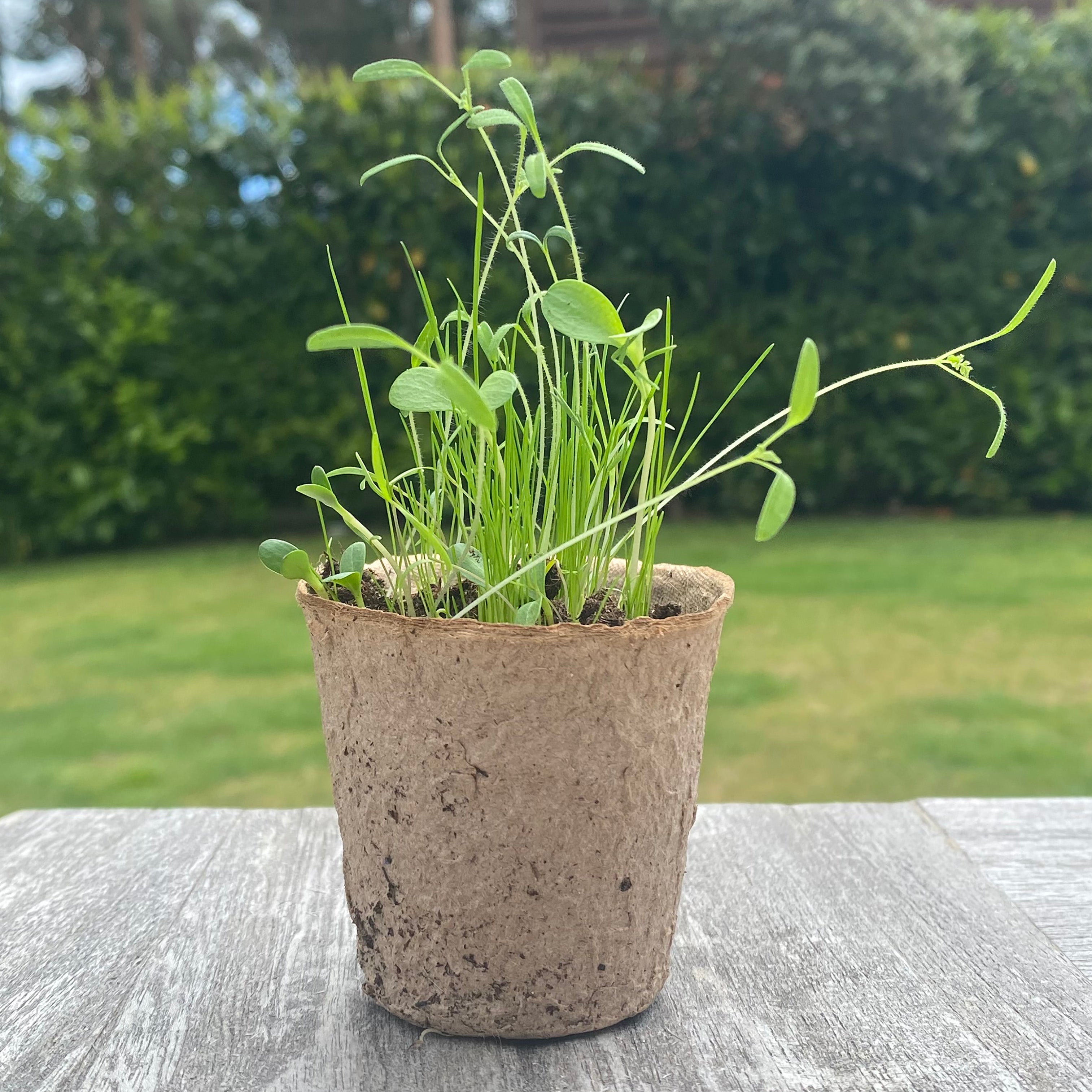 Eco Round Fibre Biodegradable and Compostable Plant Pots (5cm ) - Pack of 144