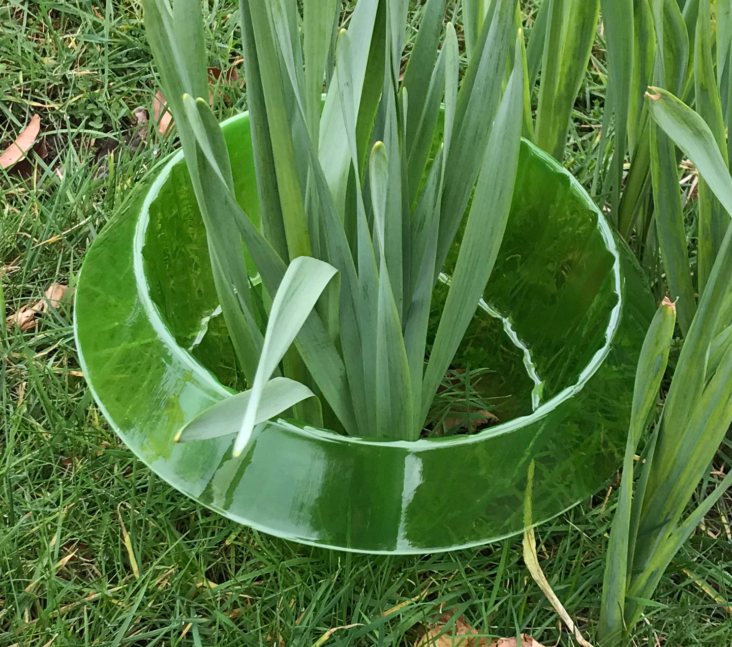 Plastic Slug & Snail Plant Protection Collars - Pack of 12