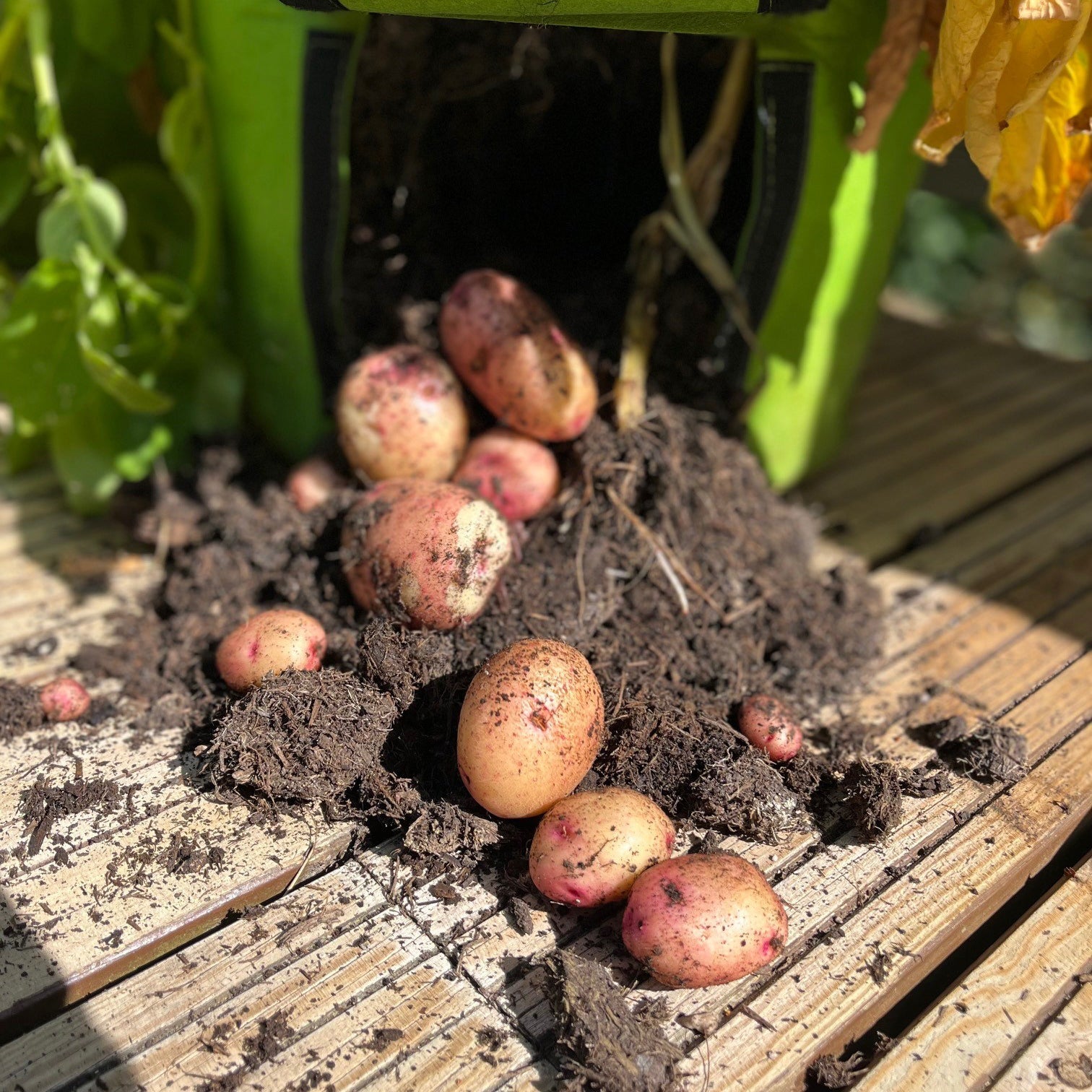 Potato Planter Grow Bags Fabric Pots (37 litre) - Pack of 2