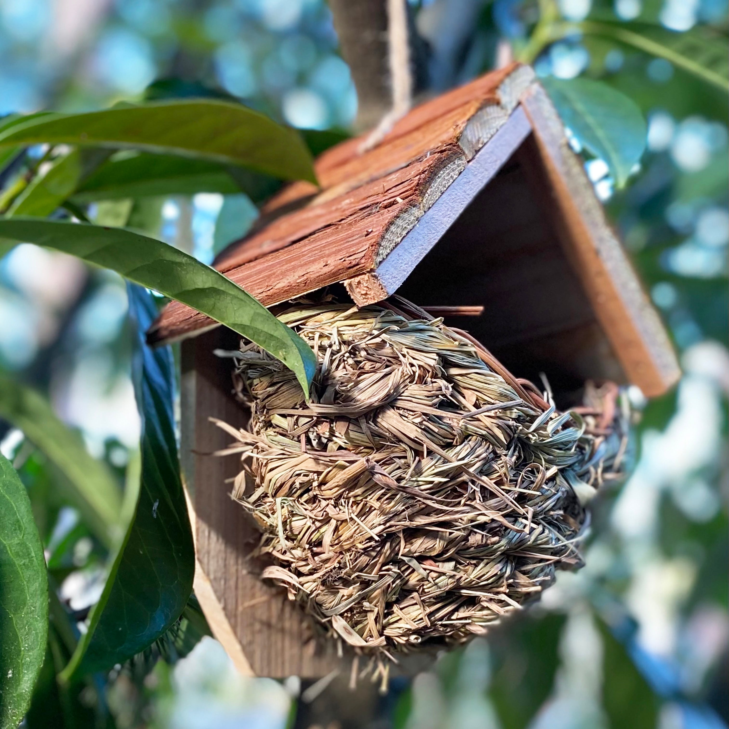 Woven House Martin Bird Rounded Cup Nester with Roof