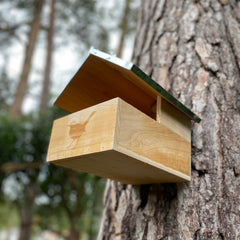 Blackbird Wooden Nesting Box House
