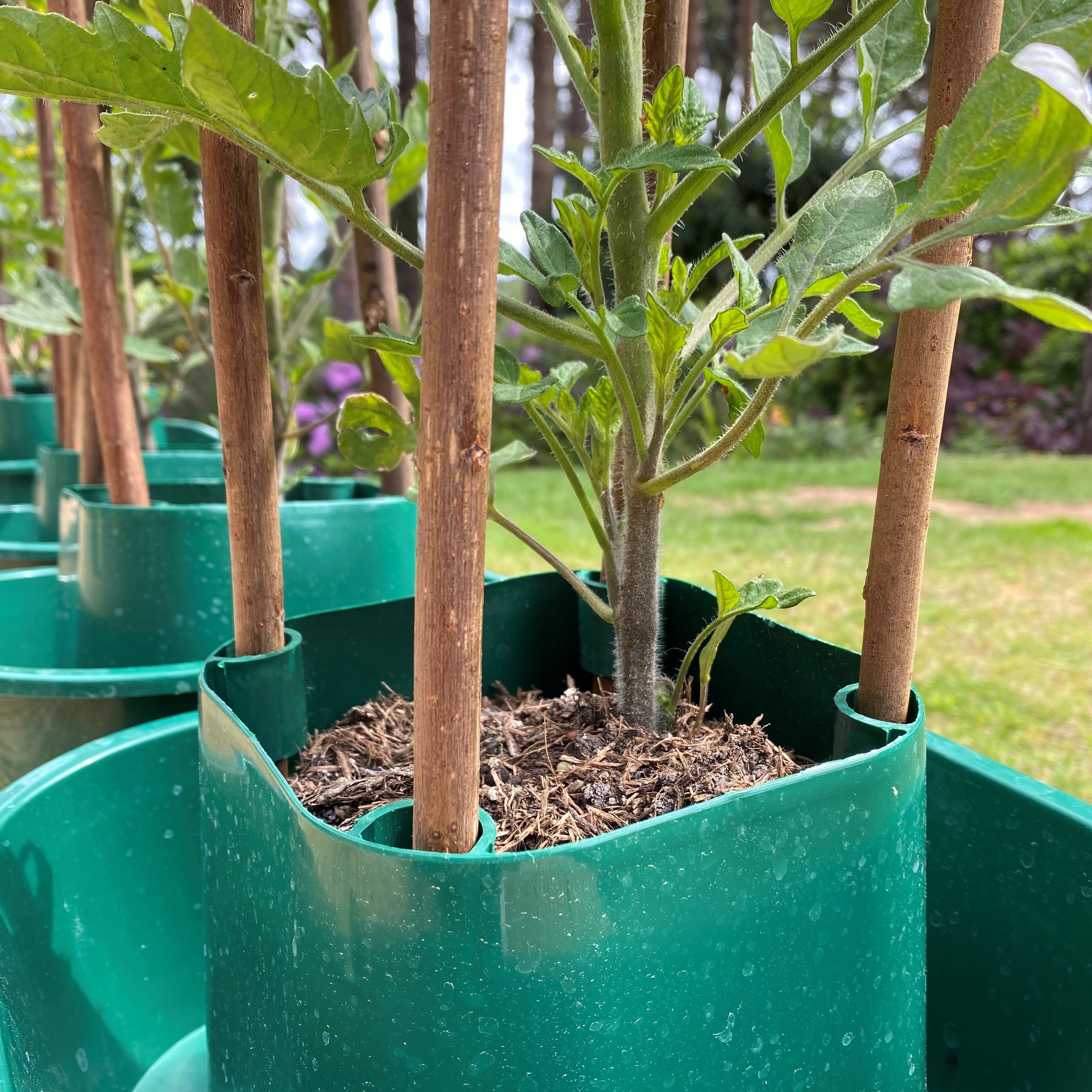 Tomato Growbag Pots - Pack of 3 - with Planting Guard & Growbag Mat