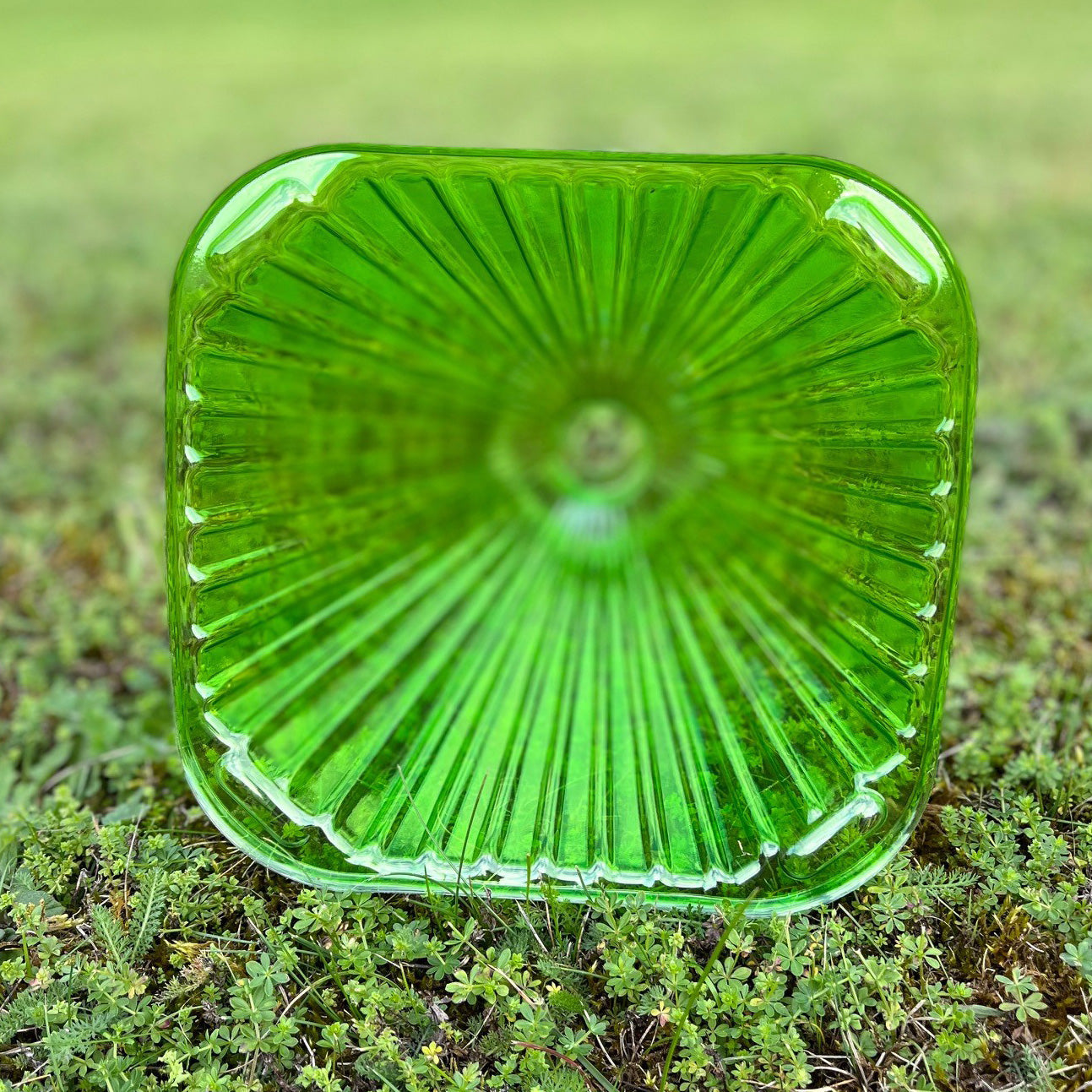 Plastic Plant Protection Cloche Covers - Pack of 12