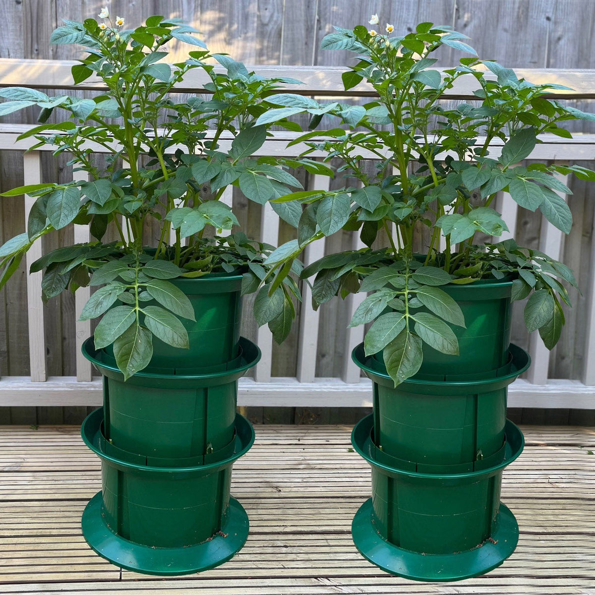 Platform Potato Growing Pot Planters - Pack of 2
