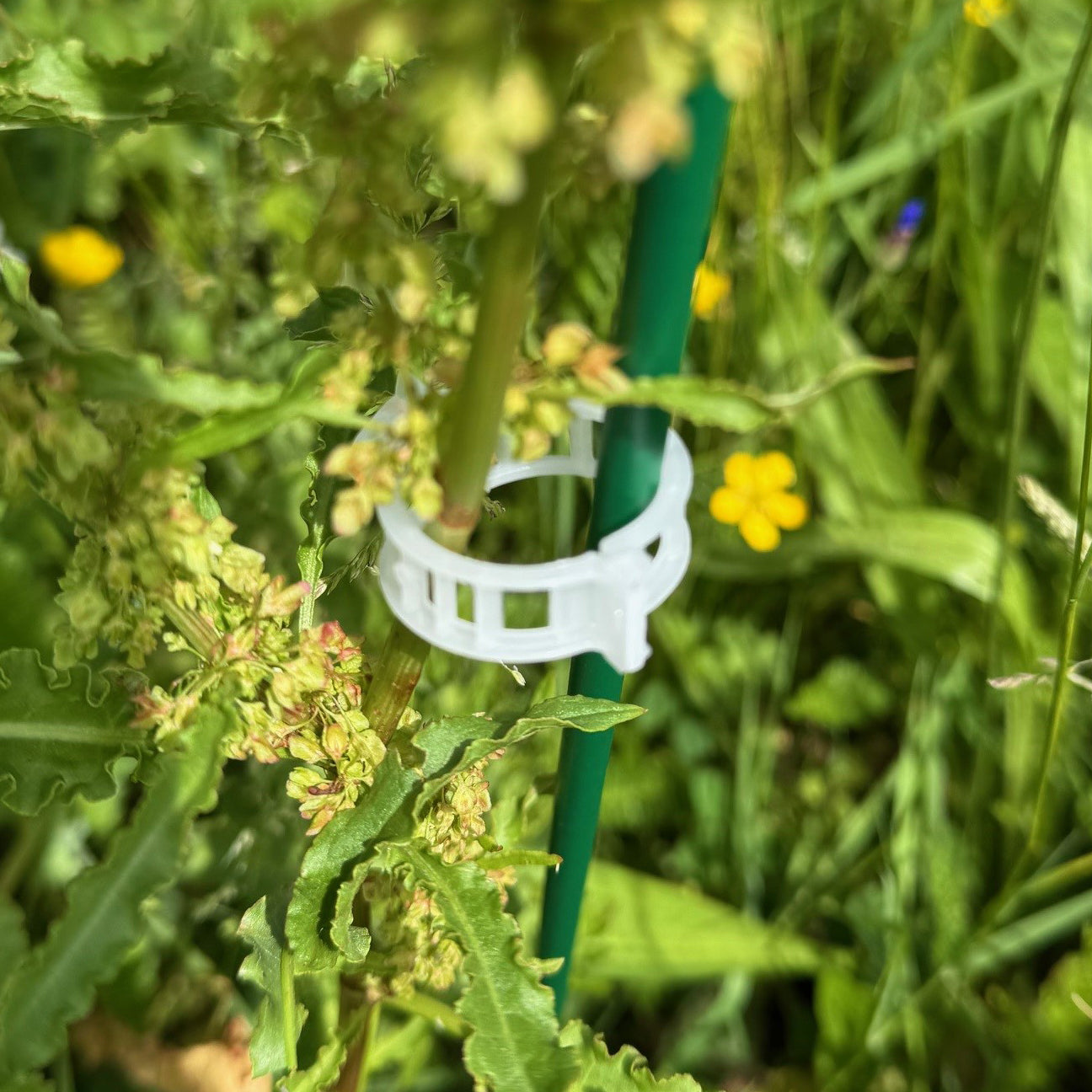 Garden Plant Support Plastic Clips Ideal for Tomatoes (25mm) - Pack of 100