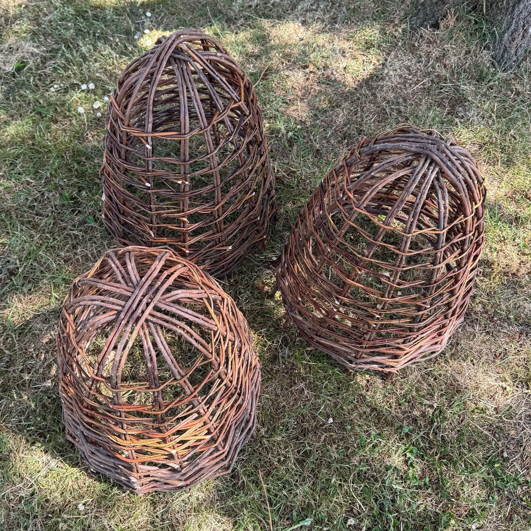 Willow Herbaceous Plant Protection Cloches (Set of 3)