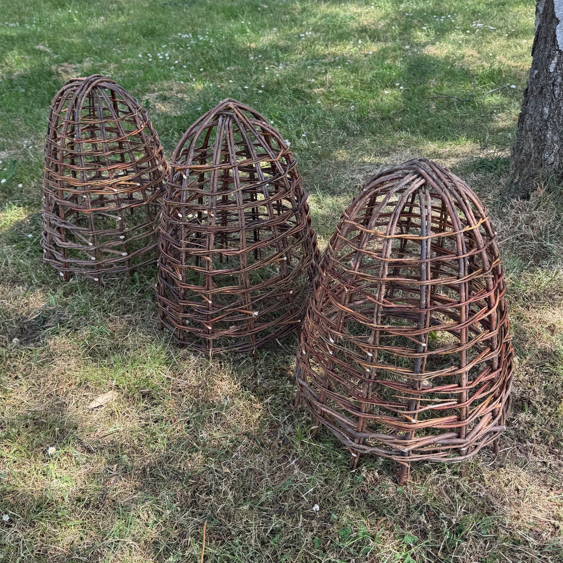 Willow Herbaceous Plant Protection Cloches (Set of 3)