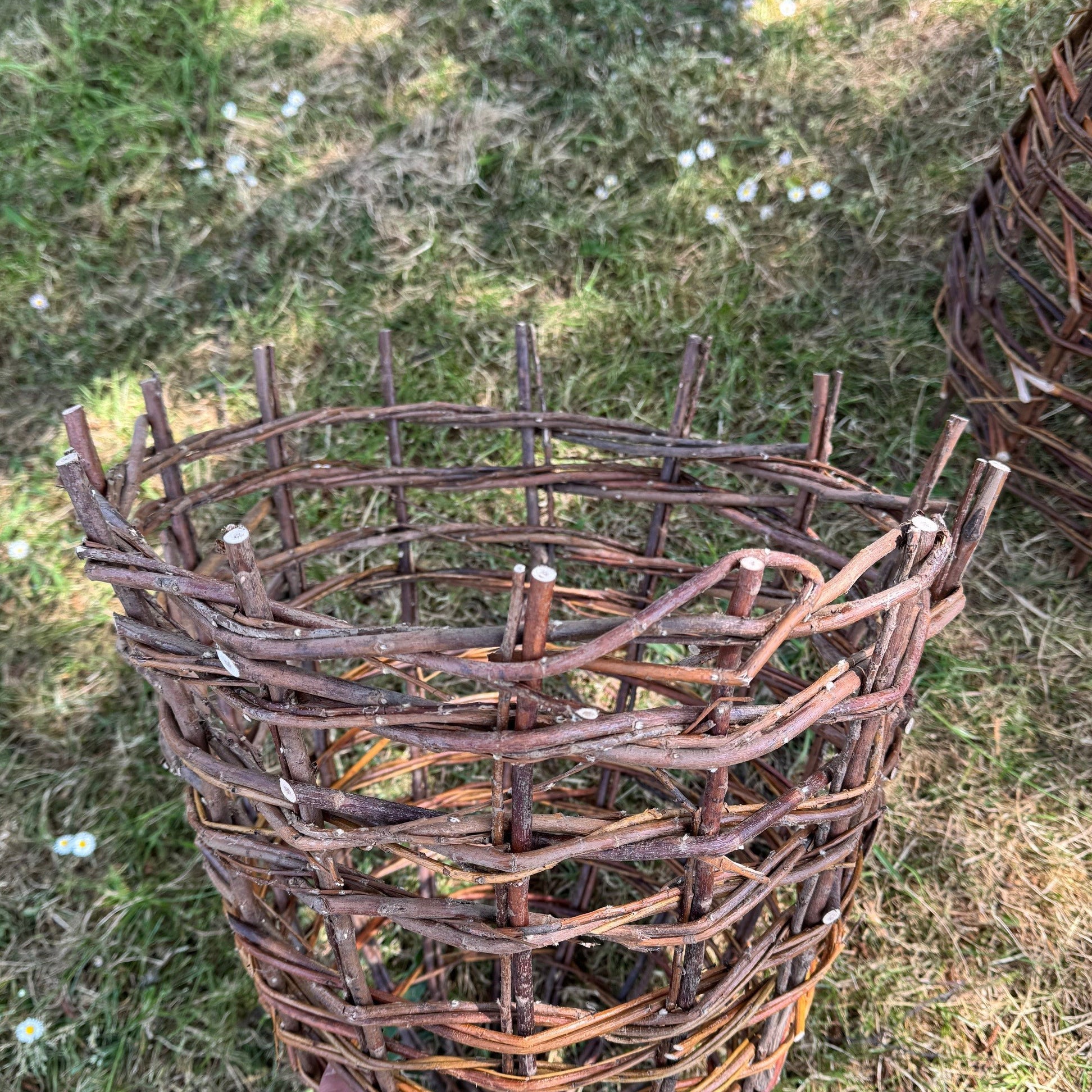 Willow Herbaceous Plant Protection Cloches (Set of 3)